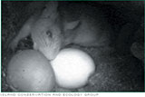 Black Rats Destroying Eggs on Anacapa Island