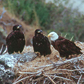 Bald Eagle Nest on Santa Cruz Island