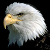 Bald Eagle Web Cam
