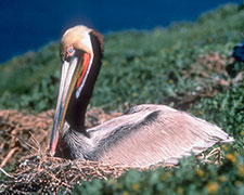 Brown Pelican nesting