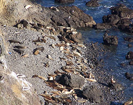 Sea Lions basking on Anacapa Island