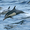 Dolphins in Santa Barbara Channel