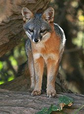 Island Fox on Santa Cruz Island