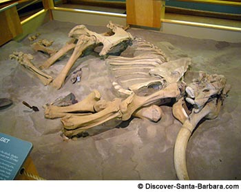 Santa Rosa Island - Pygmy Mammoth Skeleton