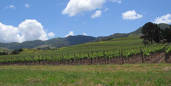 Santa Ynez Valley vineyard
