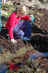 Tidepooling in Channel Islands National Park