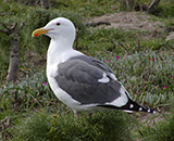 Western Gull on Anacapa Island
