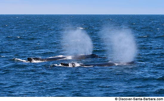 Two Whales in the Santa Barbara Channel